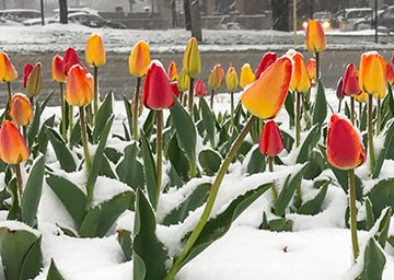 Tulpen in einer Schneelandschaft